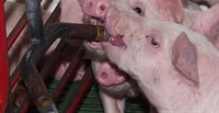Development of an in vitro / in vivo correlation method to assess the efficiency of oral drug release from oral medications in swine - Phase 2: Water medication