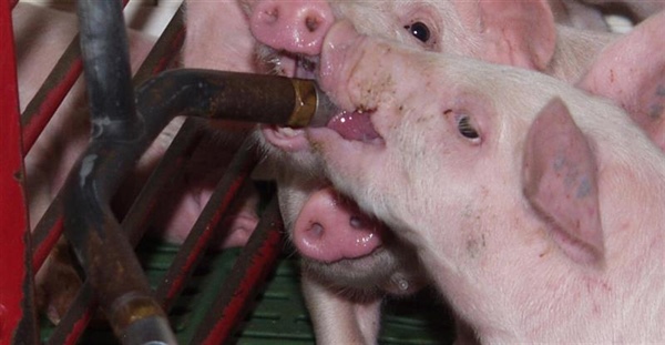 Development of an in vitro / in vivo correlation method to assess the efficiency of oral drug release from oral medications in swine - Phase 2: Water medication