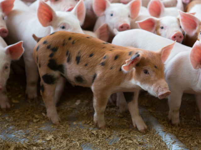 Government of Canada announces investment to further strengthen Canada's position in the global pork sector