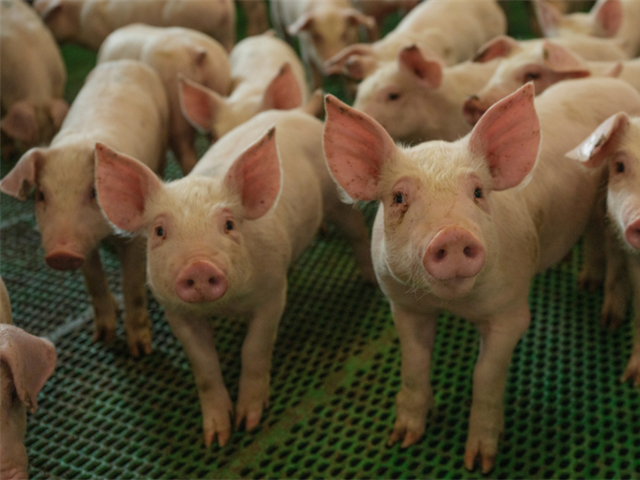 Canadian Pork Council reacts to voluntary product of USA announcement