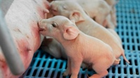 Sow mortality in Ontario: A comprehensive study to assess trends and to identify risk factors