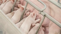 An investigation of risk factors for increased sow mortality in Canadian herds, and identification of potential mitigation strategies