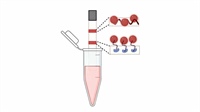 Aptamer-based multiplex sensing of Porcine Reproductive and Respiratory Syndrome and Porcine Epidemic Diarrhea