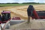 Ancient Cereal Crop Making a Return to Ontario Farm Fields