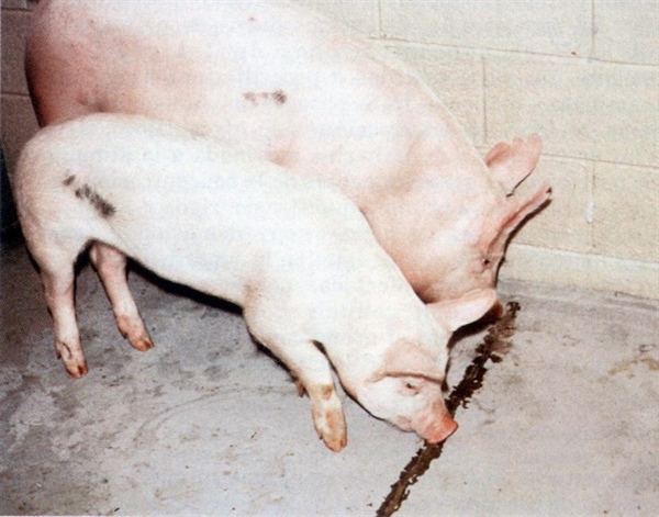 Strategies for detoxifying vomitoxin using innovative chemical and biological approaches in post-weaning piglets
