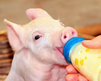 Maximizing high value pigs at weaning with the use of an inexpensive supplemental milk feeder
