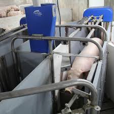 Precision Feeding of Gestating Sows: Use of Electronic Sow Feeders to Reduce Feed Costs and Nutrient Losses into the Environment, While Improving Sow Productivity and Welfare