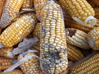 Reliable on farm testing and sampling for mycotoxins destined for feed