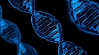 Effect of genetic stress susceptibility on pork meat quality
