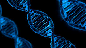 Effect of genetic stress susceptibility on pork meat quality