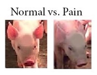 Evaluation of analgesia efficacy in piglets undergoing castration and processing through the scoring of pain related behaviours