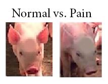 Evaluation of analgesia efficacy in piglets undergoing castration and processing through the scoring of pain related behaviours