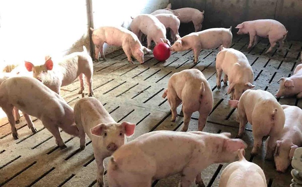 2018 Shakespeare Swine Seminar