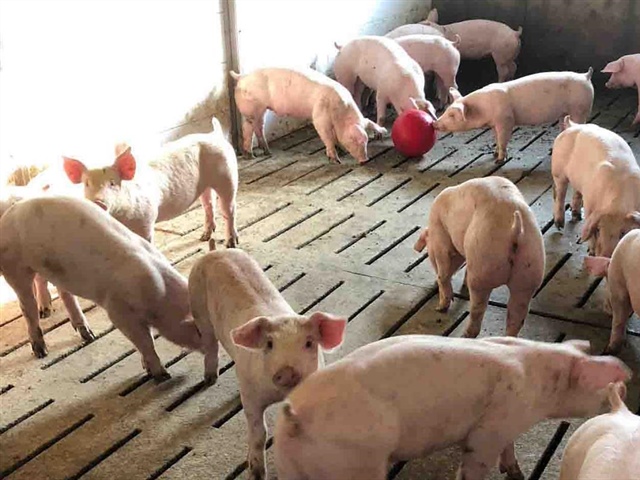 2018 Shakespeare Swine Seminar