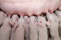 Minimum duration of teat use required in first lactation to ensure optimal milk yield in second lactation