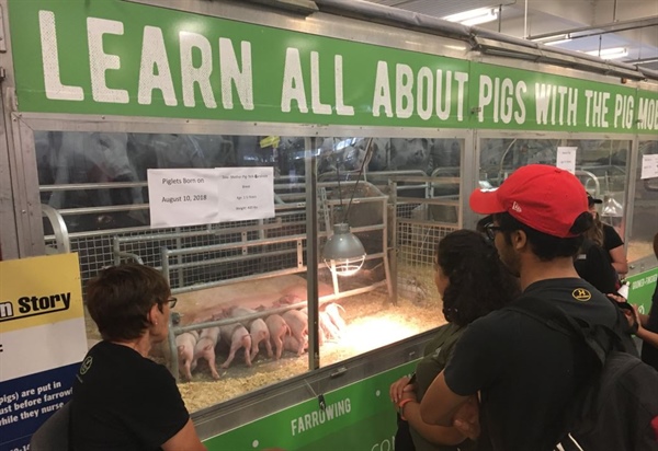 Pig Mobile at the CNE
