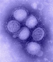 Dynamics of influenza infection in swine populations