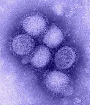 Dynamics of influenza infection in swine populations