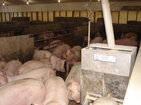 Nutritional strategies for improved market hog competitiveness - SIP Initiative