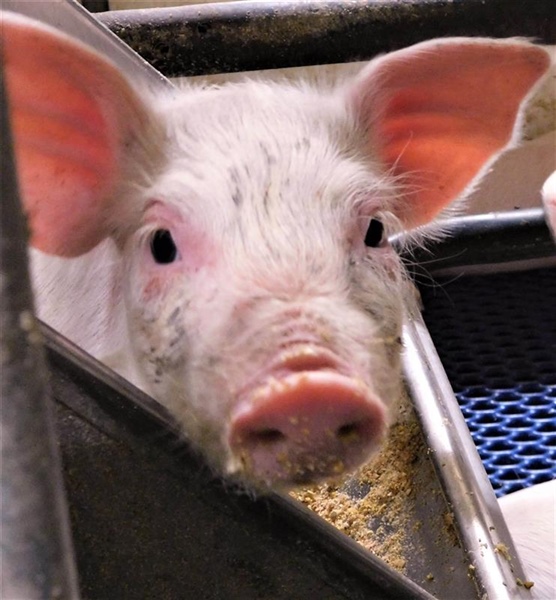 Epidemiology study: impact of simple nursery diet under commercial farming conditions - SIP Initiative