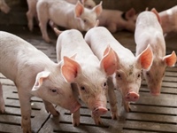 Molecular characterization of Streptococcus suis isolates recovered from Ontario nursery pigs between 2013 and 2018: Towards development of an effective vaccine