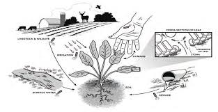 Pathogen die-off rates following manure application under Ontario field conditions
