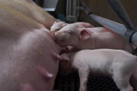 Enhancement of Litter Size in Commercial Swine using an Immune Stimulant