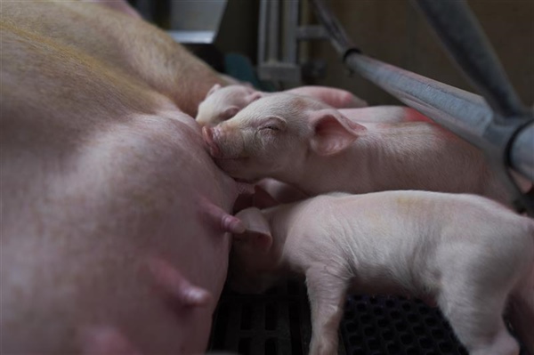 Enhancement of Litter Size in Commercial Swine using an Immune Stimulant