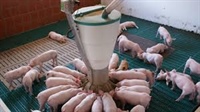 Improving post-weaning performance of nursery pigs through a feeding system designed to be compatible with normal weaned pig feeding behavior