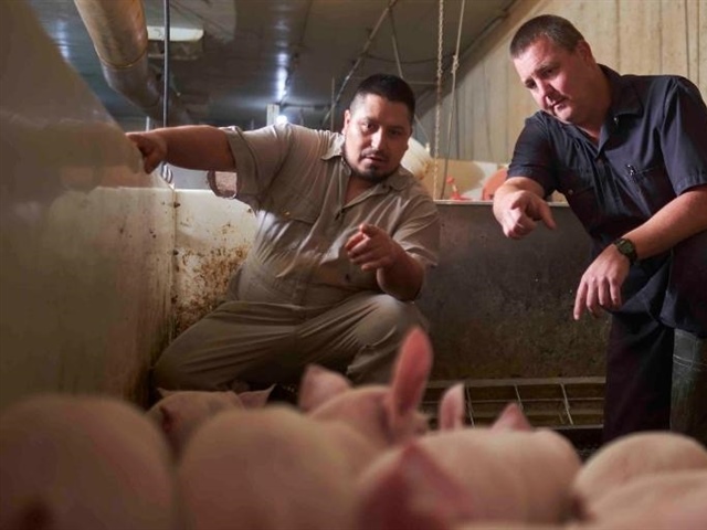 Additional support available for some Ontario hog farmers