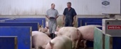 Addressing Sow Housing