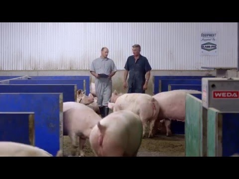 Addressing Sow Housing