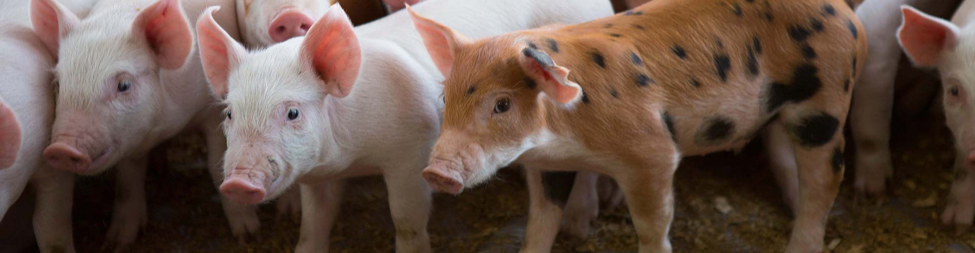 Piglets