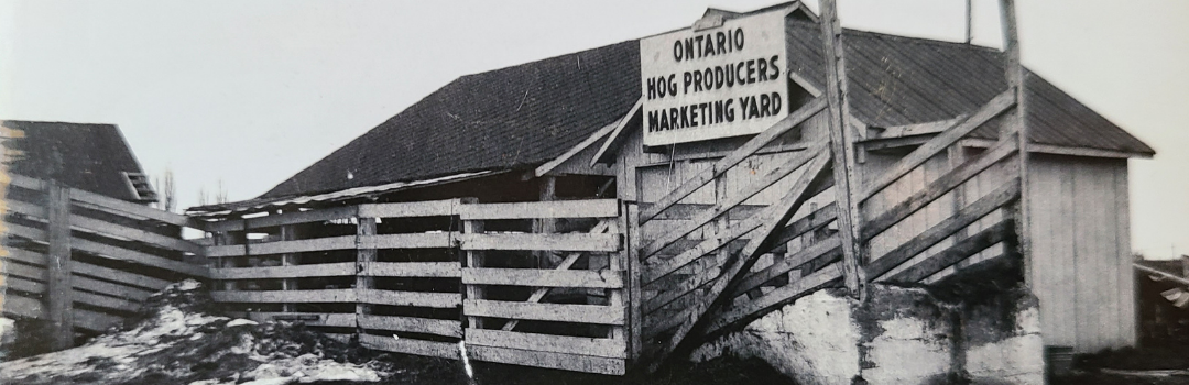Ontario Hog Producers Marketing Yard 1950s Ontario Hog Producers Marketing Yard 1950s