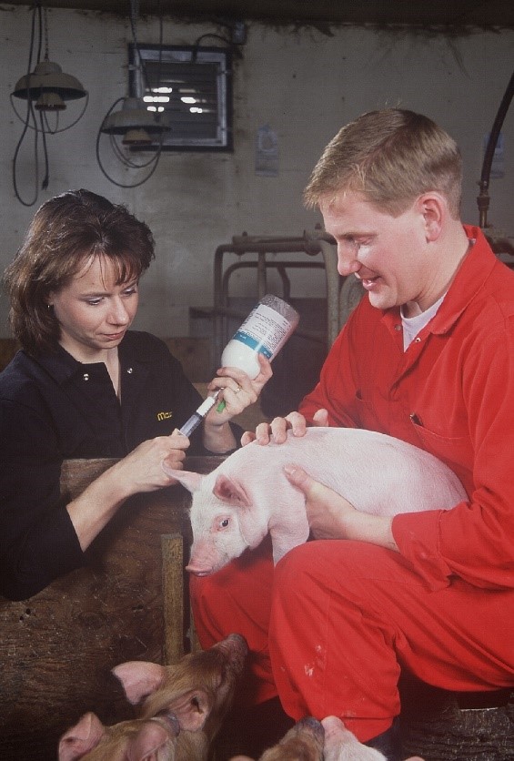 Veterinarian gives a vaccine on a small scale pig production in Ontario