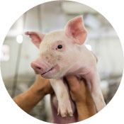 Porcine Epidemic Diarrhea Virus (PED) Thumbnail