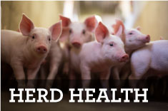 Herd Health