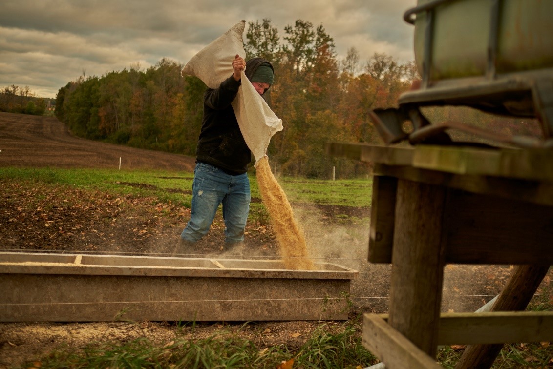 Small scale pig producer in Ontario pouring feed